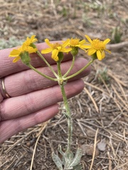Packera neomexicana