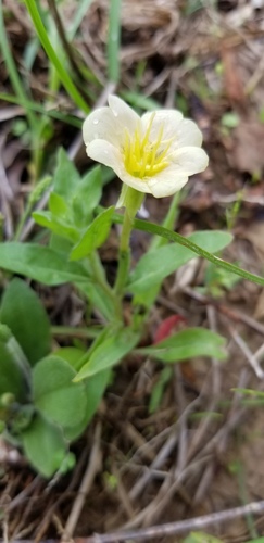 Cutleaf evening primrose (Oenothera laciniata)