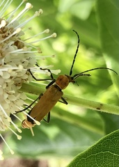 Chauliognathus discus