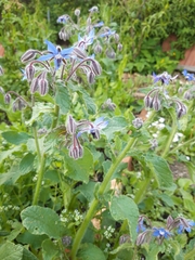 Borago
