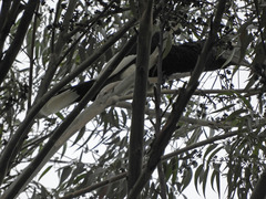 Bycanistes subcylindricus