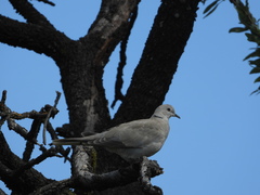 Streptopelia decaocto