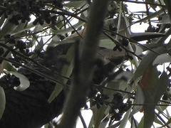 Bycanistes subcylindricus