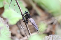 Promachus painteri