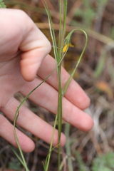 Microseris nutans
