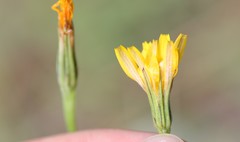 Microseris nutans