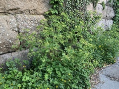 Smyrnium