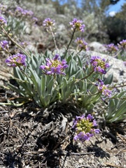 Phoenicaulis cheiranthoides