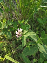 Trifolium pratense