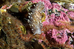 Eubranchus tricolor