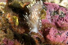 Eubranchus tricolor