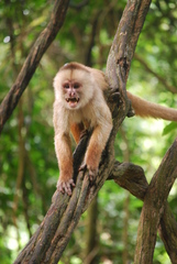 Shock-Headed Capuchin photo 3
