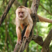 Shock-headed Capuchin - Photo (c) Ivan Mlinaric, some rights reserved (CC BY)