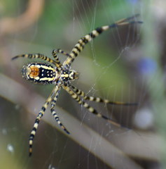 Argiope trifasciata