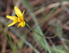 Microseris nutans