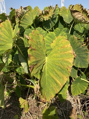 Colocasia esculenta