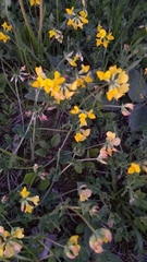 Lotus corniculatus