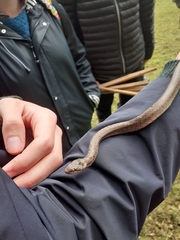 Coronella austriaca austriaca