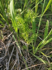 Tripleurospermum inodorum