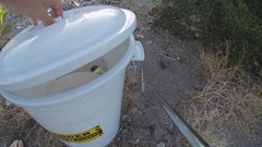 Dispholidus typus typus