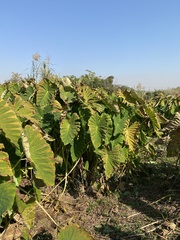 Colocasia esculenta