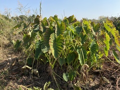 Colocasia esculenta