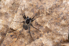 Pardosa moesta