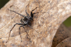 Pardosa moesta