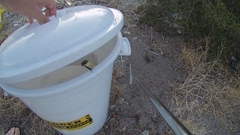 Dispholidus typus typus