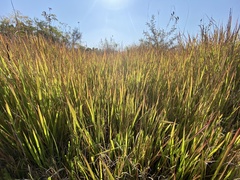 Imperata cylindrica
