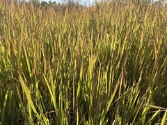 Imperata cylindrica