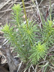 Euryops laxus