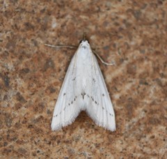 Leptosteges vestaliella