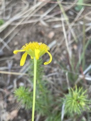 Euryops laxus