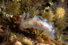 Dendronotus lacteus