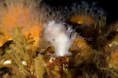 Dendronotus lacteus