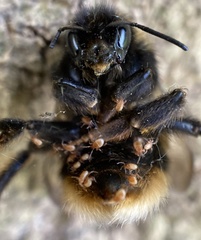 Parasitellus fucorum