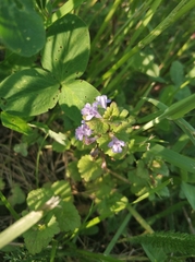 Glechoma hederacea