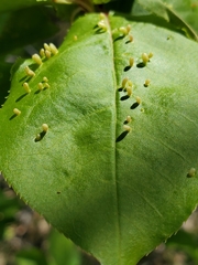 Eriophyes emarginatae