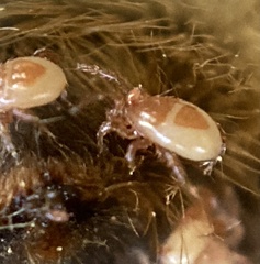 Parasitellus fucorum