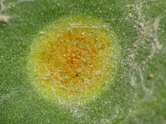 Puccinia poarum