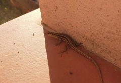 Podarcis muralis