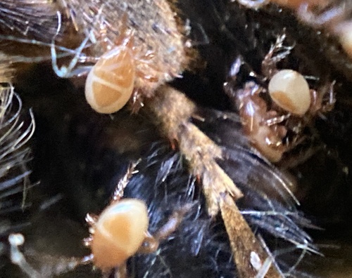 Parasitellus fucorum