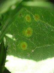 Puccinia poarum
