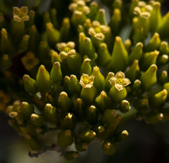 Kalanchoe brachyloba
