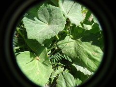 Puccinia poarum