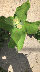 Asclepias syriaca