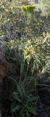 Kalanchoe brachyloba