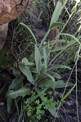 Kalanchoe brachyloba