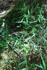Dichanthelium mattamuskeetense